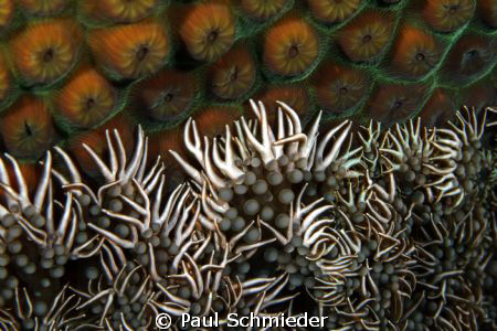 Branching anemone using a Canon T1i, Canon 100mm macro le... by Paul Schmieder 