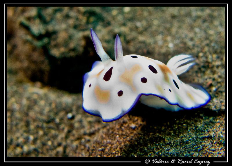 Nudi weehling ! (Chromodoris leoparda) by Raoul Caprez 