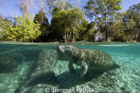 Coppia di lamantini by Torresan Patrick 