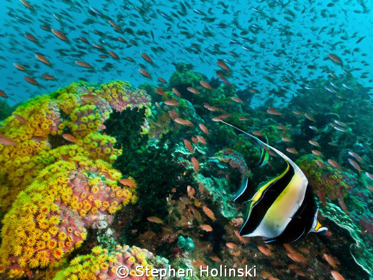 Dive site: Beatrice.  Anilao, Philippines.  Current was p... by Stephen Holinski 