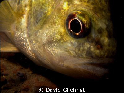 Rock Bass Portrait by David Gilchrist 