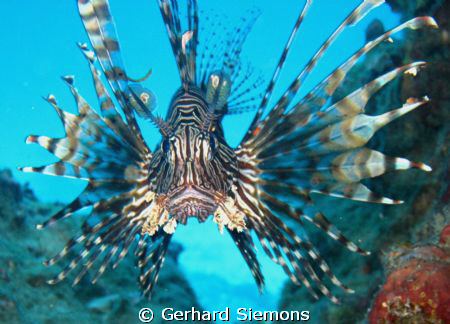 Ptereus Volitans by Gerhard Siemons 