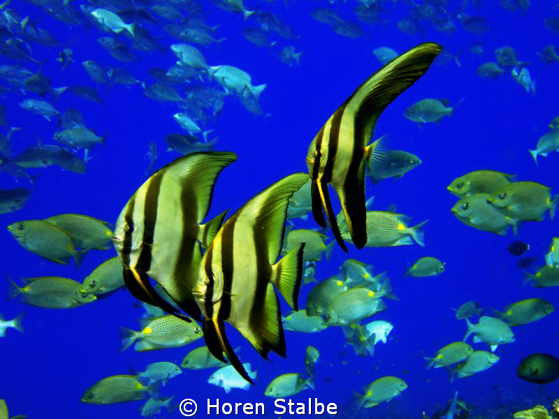 Fish assortie! by Horen Stalbe 