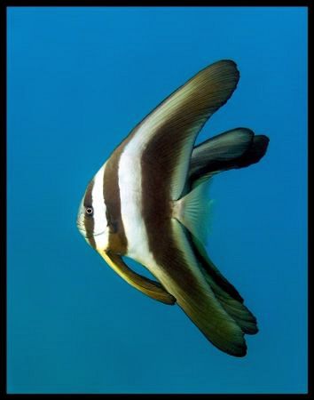 Side view of three juvenile batfish by Thomas Dinesen 
