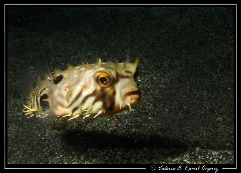 Chylomicterus spinosus mauretanicus by Raoul Caprez 