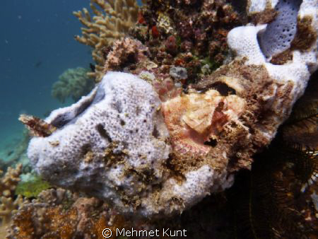 Sitting comfortably.. (Taken at Raja Ampat) by Mehmet Kunt 