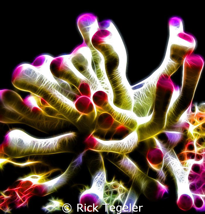 Anemone - Cozumel by Rick Tegeler 