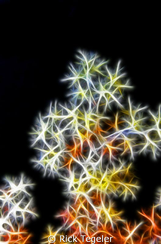 ....and in the spirit of the season...
Soft Coral Tree..... by Rick Tegeler 