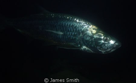 Tarpon in Bonaire  Nikon S7100, Ikelite AF 35 strobe, Wid... by James Smith 