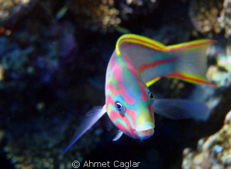 COLORFULL BEAUTY by Ahmet Caglar 