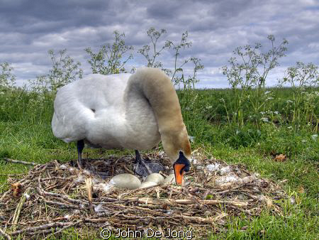 My friend the Swan, close to the channel were I made some... by John De Jong 