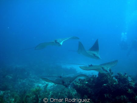 Eagle rays in Key Largo by Omar Rodriguez 