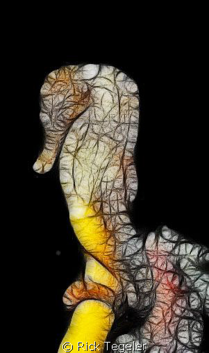 Sea Horse - Fredricksted town pier, St Croix by Rick Tegeler 