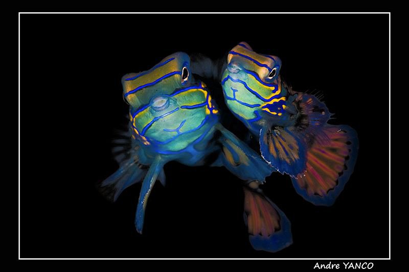 My interpretation of the beautiful world of the Mandarin ... by Andre Yanco 