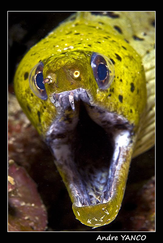 Grawlllll !!!  Don't make me bite you !!!   Nikon D200+60... by Andre Yanco 