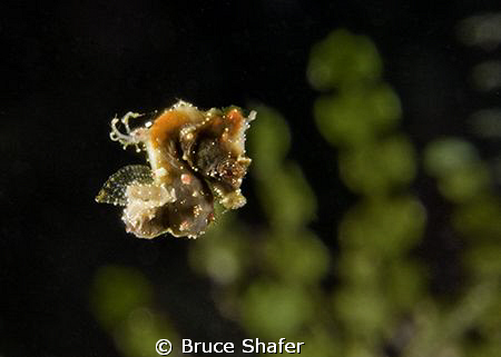 If you thought focusing on pygmies was difficult enough, ... by Bruce Shafer 