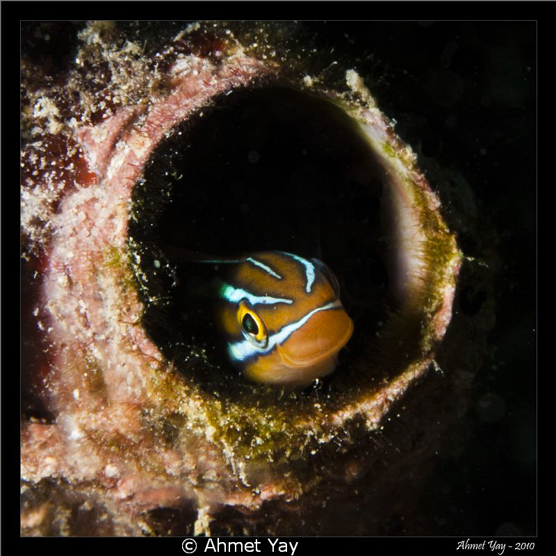 sweety by Ahmet Yay 