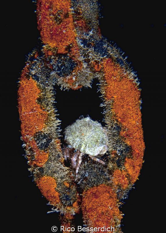Ok...one more for the road :-))
tiny hermid crab resting... by Rico Besserdich 