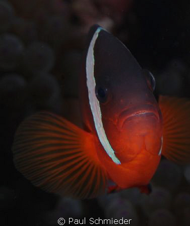 Within the Somosomo Straight in northern Fiji, this Clown... by Paul Schmieder 