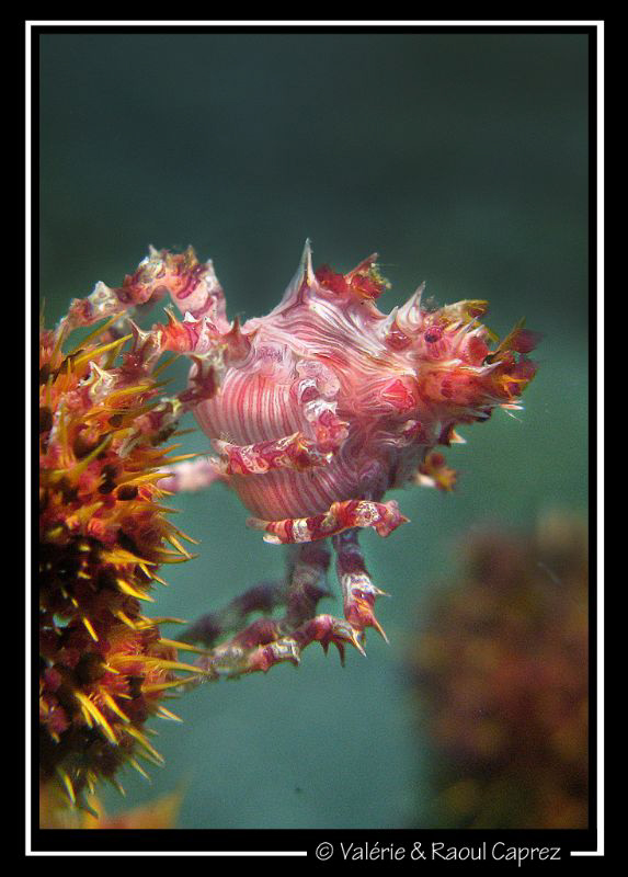 Pisa (Hoplophrys oatesii) by Raoul Caprez 