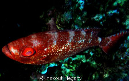 Blacktip grouper-40 cm-depth4-160m by Yakout Hegazy 