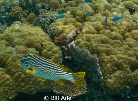 Sweetlips at Osprey Reef by Bill Arle 
