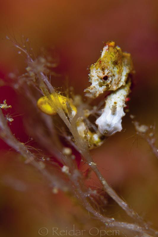 Pontohi shot with a 100mm macro on F5.6 by Reidar Opem 