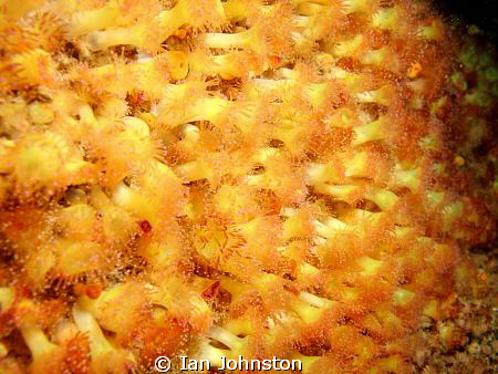 More jewel amnemonies on the Mannacles in teh SW of Engla... by Ian Johnston 
