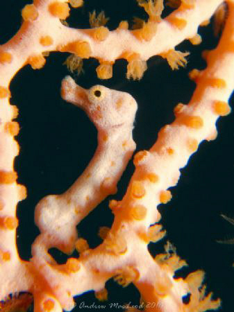 Pygmy on my first PNG dive. Canon G11. by Andrew Macleod 