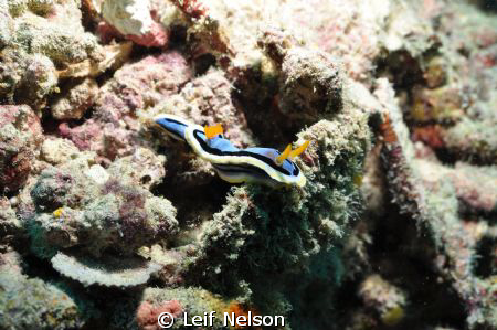 This photo is from my second day of diving with underwate... by Leif Nelson 