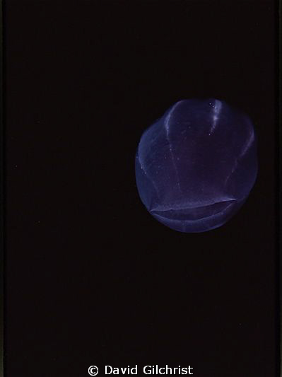 Ctenephore, Beroe sp. Resolute Bay, Nunavut by David Gilchrist 