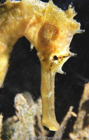 Seahorse Portrait by Adolfo Maciocco 