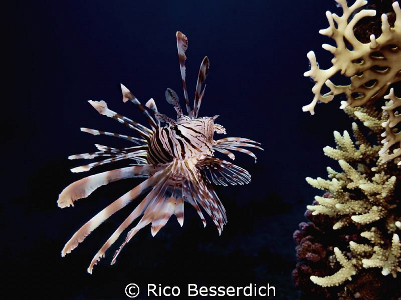 Juvenile Lion-Fish by Rico Besserdich 