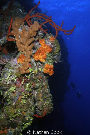 A part of the Bloody Bay Wall in Little Cayman. Two minia... by Nathan Cook 