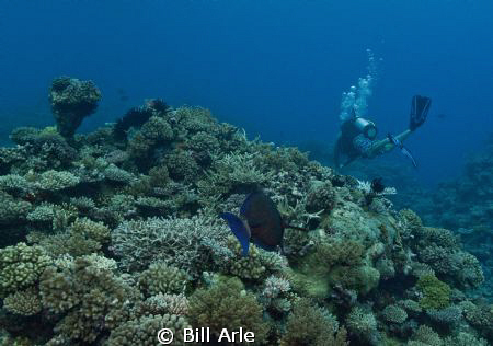 Dive leader, Nick from Spoilsport. by Bill Arle 