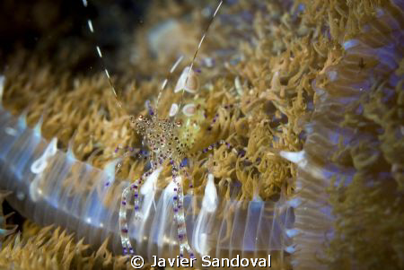 nice shrimp in Cancun reef by Javier Sandoval 