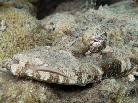Crocodile fish by Andrew Macleod 