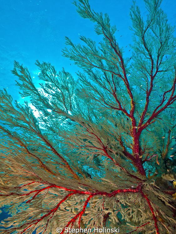 Large Fan Coral in Tubbataha, Philippines.  Canon G10, Se... by Stephen Holinski 