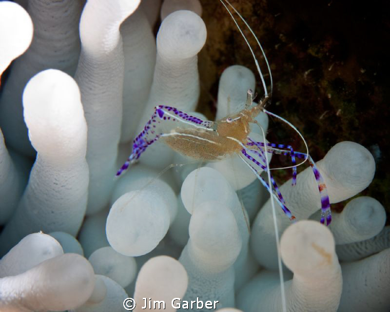 schrimp sitting on an anemone by Jim Garber 