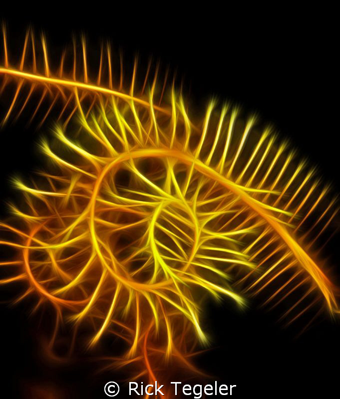 Crinoid detail - Pohnpei....enjoy! by Rick Tegeler 