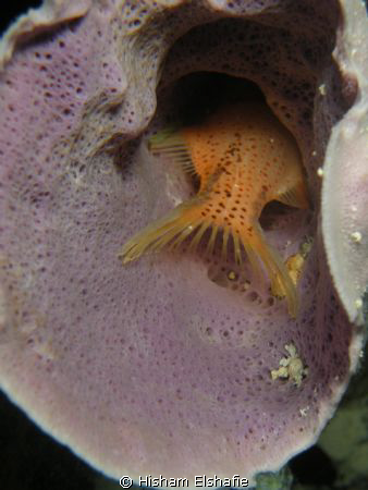 Sleeping Fish in Cone Coral by Hisham Elshafie 