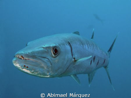 Barracuda by Abimael Márquez 