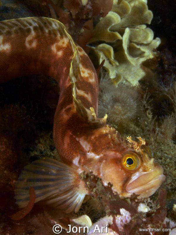 Yarrell's blenny (Chirolophis ascanii) by Jorn Ari 