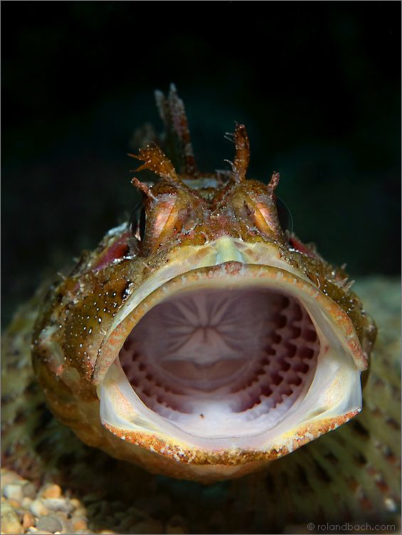 "ROARR" This must be an unpleasant sight for a small fish... by Roland Bach 