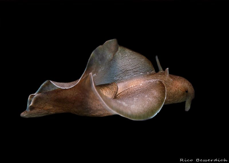 Sea-Hare (Aplysia fasciata) during free flight ;-) by Rico Besserdich 