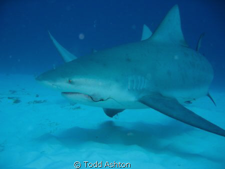 This 3 M bull shark cruised in behind me.  I turned in ti... by Todd Ashton 