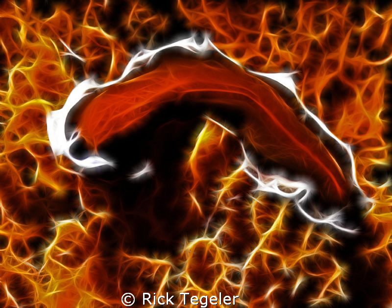 Orange flatworm/orange sponge by Rick Tegeler 