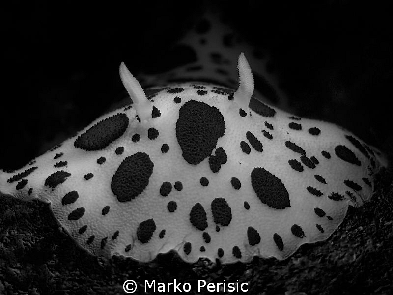 Doris Dalmatienne. Peltodoris atromaculata. by Marko Perisic 