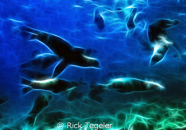 Sea Rock - off La Paz by Rick Tegeler 