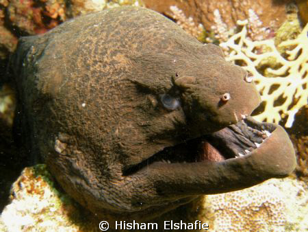 Angry Moray Eel, by Hisham Elshafie 